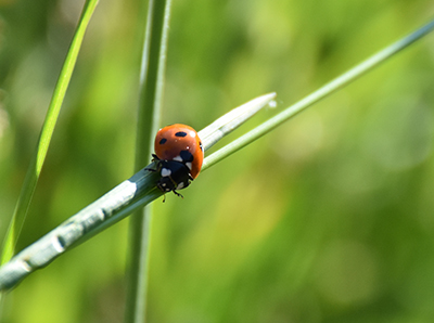 Biologische Landwirtschaft